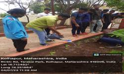 Tree Plantation